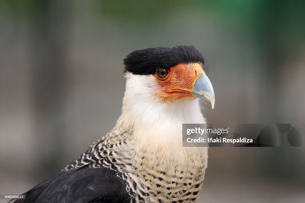 Southern crested caracara