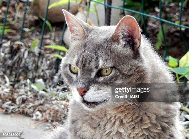 the mau cat watching - egyptian mau stock pictures, royalty-free photos & images