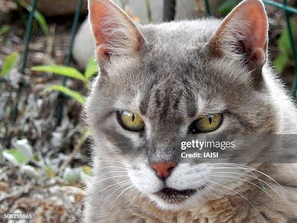 the mau cat looking at the camera - egyptische mau stockfoto's en -beelden