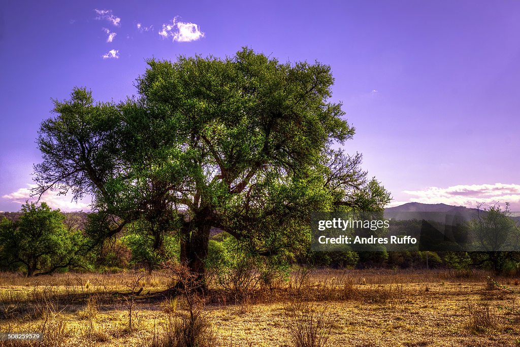 Lone Tree