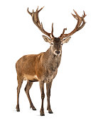 Red deer stag in front of a white background