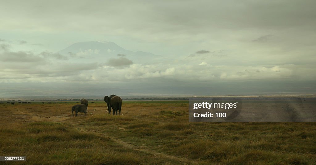 Elephants under Kilimanjaro