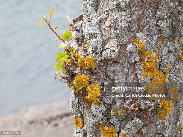 yellow and white lichens on poplar trunk - physcia stock pictures, royalty-free photos & images
