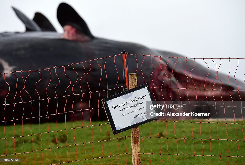 More Dead Sperm Whales Washing Up On German Shores