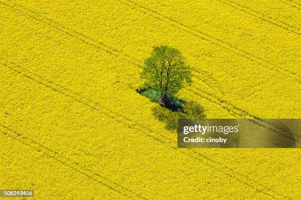 vista aérea de campo de colza oleaginosa localizados na alemanha - colza imagens e fotografias de stock