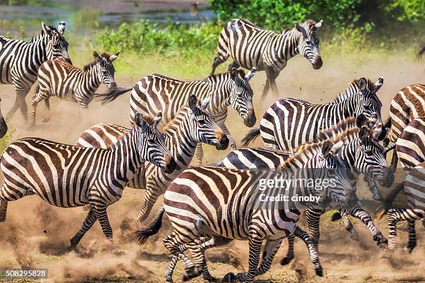 wild herd of zebras flees in central serengeti / tanzania. - zebra herd stock pictures, royalty-free photos & images