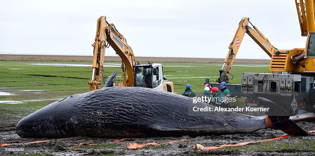 More Dead Sperm Whales Washing Up On German Shores