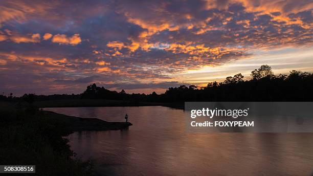 alone in twilight - khao yai national park stock pictures, royalty-free photos & images