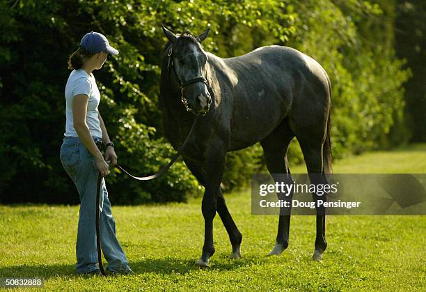 Imperialism is grazed by trainer Kristin Mulhall following morning workouts in preparation for the 129th running of the Preakness on May 13, 2004 at...