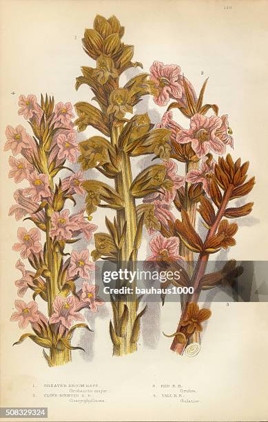broomrape, clove, orobanche, red broomrape,victorian botanical illustration - orobanche stock illustrations