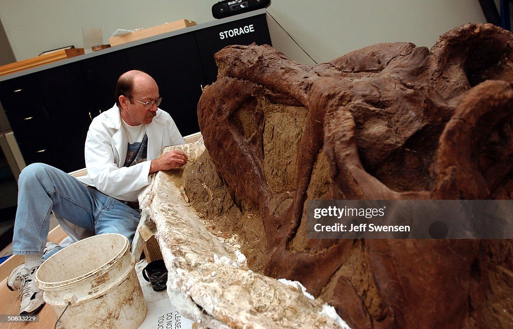 Researchers Unveil T-Rex Skull