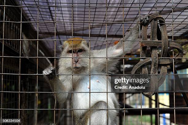 Long-tailed macaque seen playing at the animal quarantine centre of Jakarta Animal Aid Network , in Jakarta, Indonesia, on February 04, 2016....