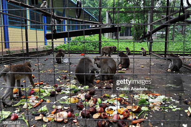 Long-tailed macaque seen playing at the animal quarantine centre of Jakarta Animal Aid Network , in Jakarta, Indonesia, on February 04, 2016....