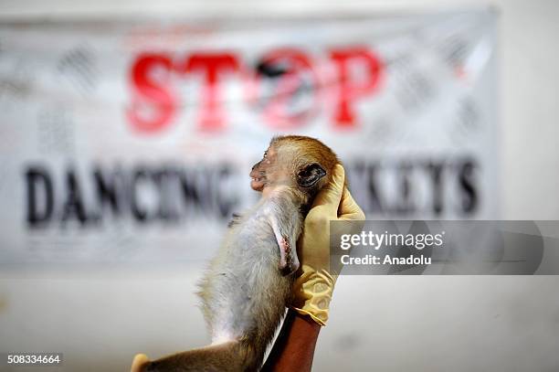 Officer medicate hand Long-tailed macaque which were cut off by a shock of electricity in the house former owner at the animal quarantine centre of...