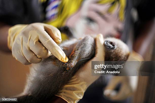 Officer medicate hand Long-tailed macaque which were cut off by a shock of electricity in the house former owner at the animal quarantine centre of...