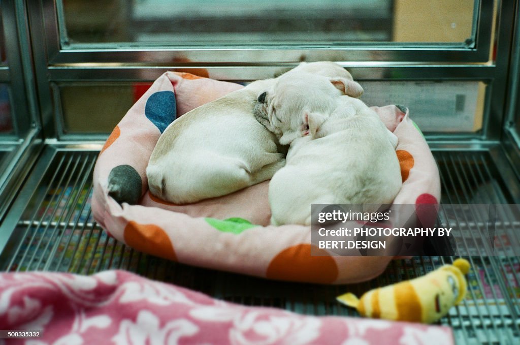 The dogs sleeping in the pet shop box