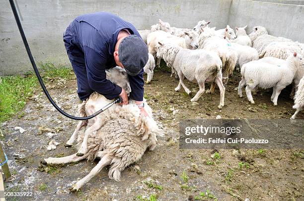 one man doing sheep shearing at walls of shetland islands - sheep muster stock pictures, royalty-free photos & images