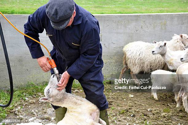 one man take care of sheeps at walls of shetland islands - sheep muster stock pictures, royalty-free photos & images