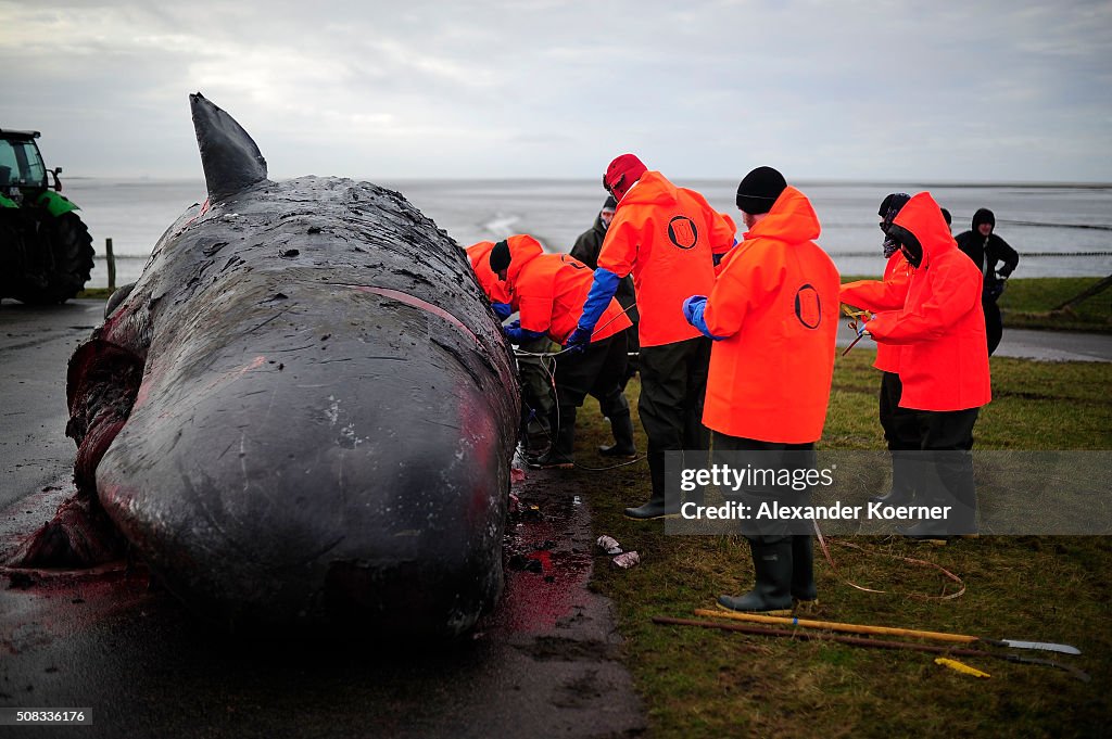 More Dead Sperm Whales Washing Up On German Shores