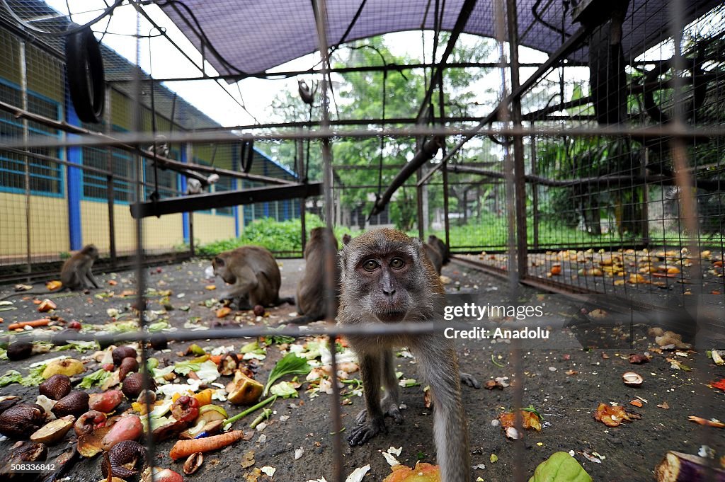Former mask monkeys "Topeng Monyet" in Jakarta Quarantine