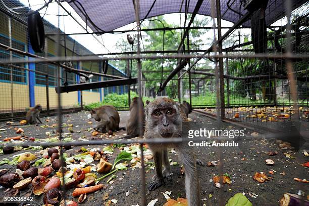 Long-tailed macaque seen playing at the animal quarantine centre of Jakarta Animal Aid Network , in Jakarta, Indonesia, on February 04, 2016....