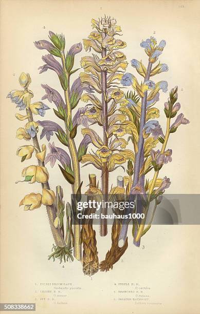 broomrape, clove, orobanche, red broomrape, toothwort, victorian botanical illustration - orobanche stock illustrations