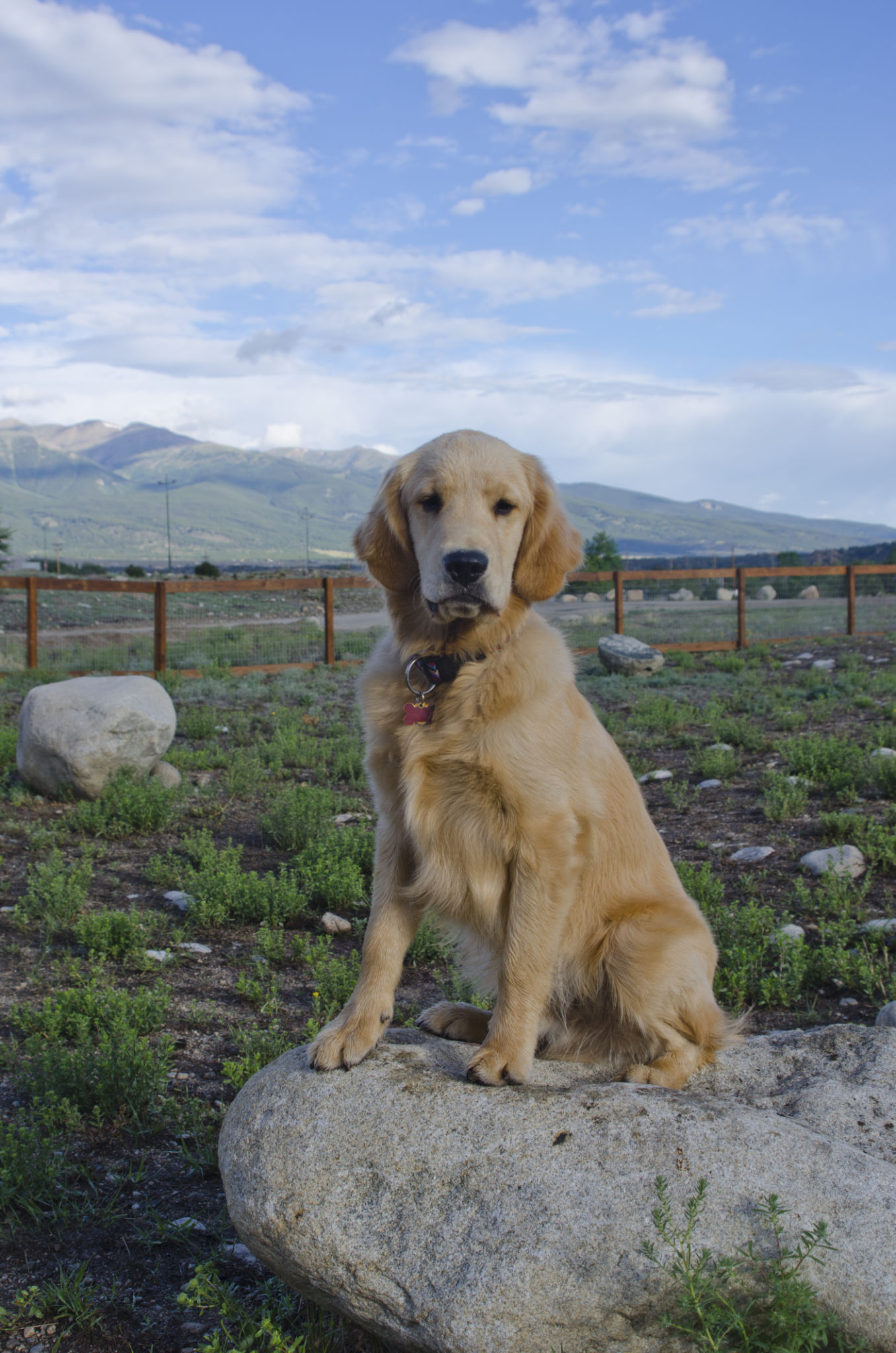 dog park colorado