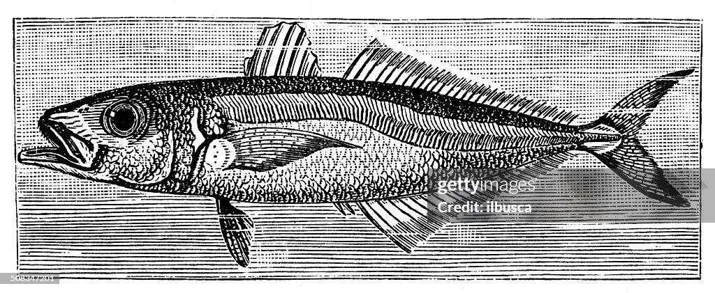 Antique illustration of scad (caranx trachurus)