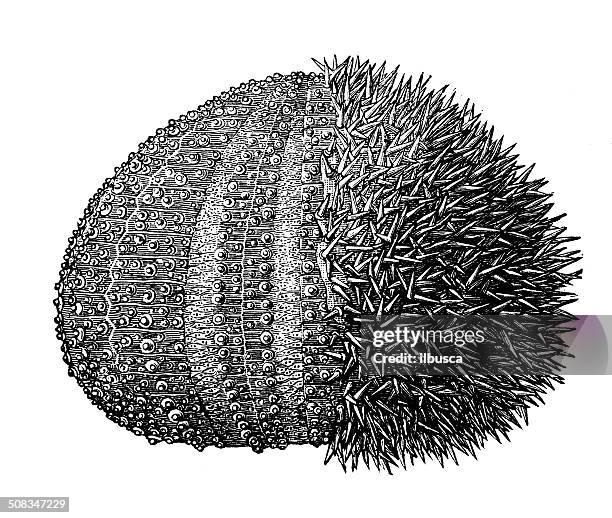 antique illustration of echinus esculentus (sea urchin) - sea urchin stock illustrations