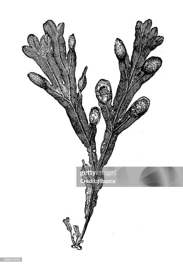 Antique illustration of Fucus spiralis platycarpus