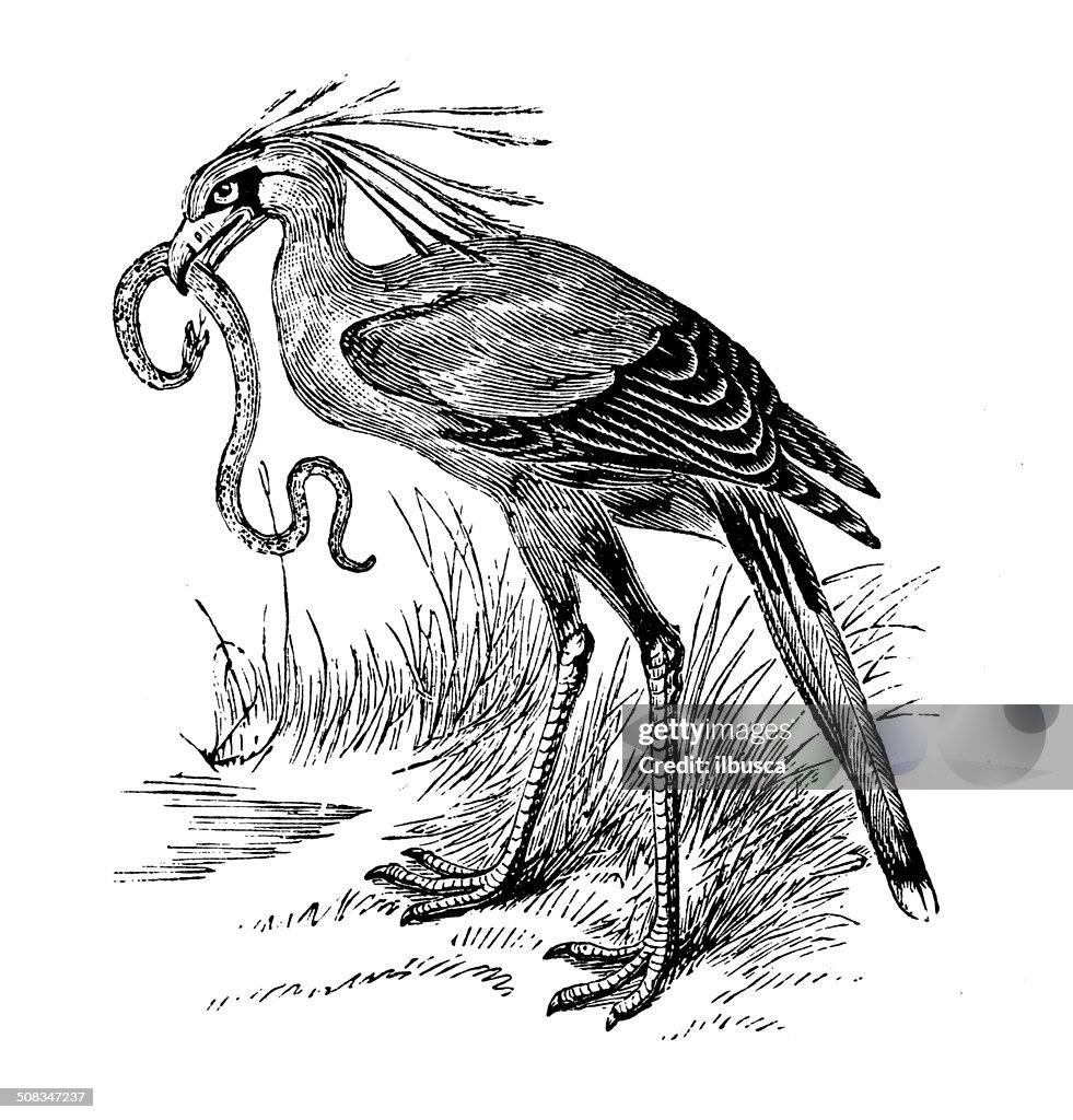 Antique illustration of secretary bird (Sagittarius serpentarius)
