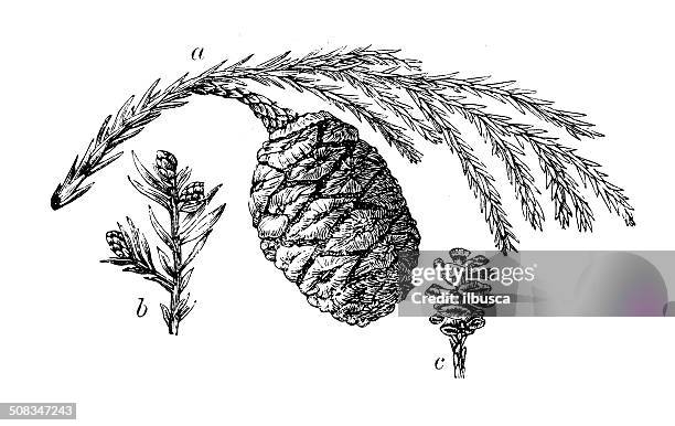 stockillustraties, clipart, cartoons en iconen met antique illustration of sequoia cones - sequoia