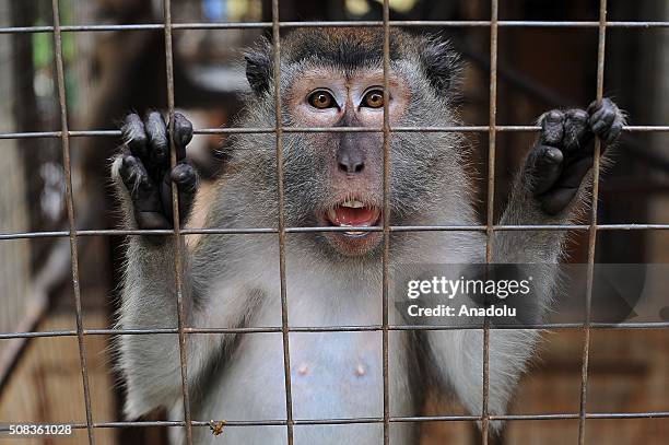 Long-tailed macaque seen playing at the animal quarantine centre of Jakarta Animal Aid Network , in Jakarta, Indonesia, on February 04, 2016....