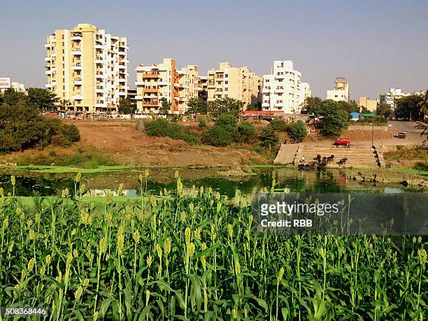 agriculture around metro city pune - poona stockfoto's en -beelden