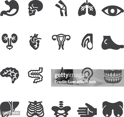 54 Ilustraciones de Organo Reproductivo Animal - Getty Images 54 Ilustraciones de Organo Reproductivo Animal - Getty Images