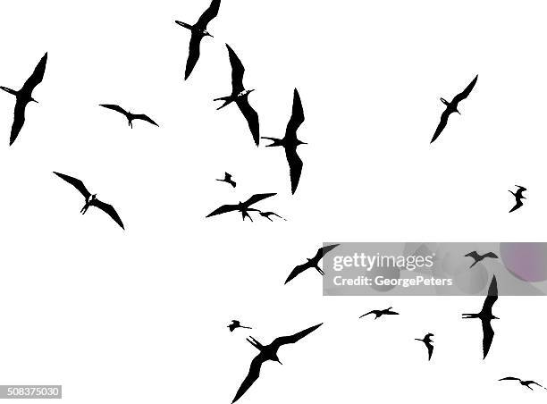 flock of frigate birds floating on air currents - tropical bird white background stock illustrations