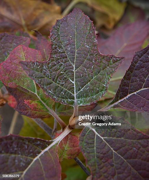 oak leaf hydrangea in the fall - hatboro fotografías e imágenes de stock