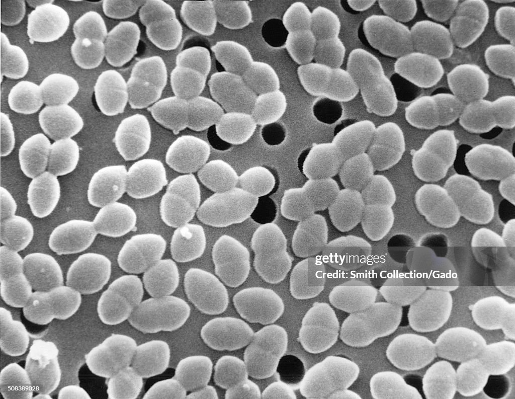 Gram-positive Enterococcus