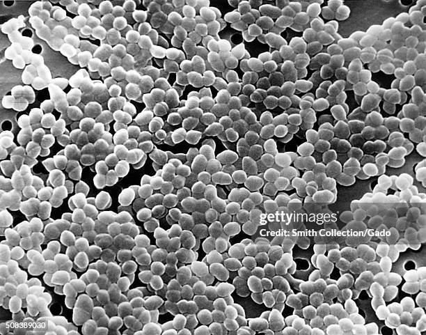 This scanning electron micrograph depicted large numbers of Gram-positive Enterococcus sp. Bacteria. Image courtesy CDC. 1990. .