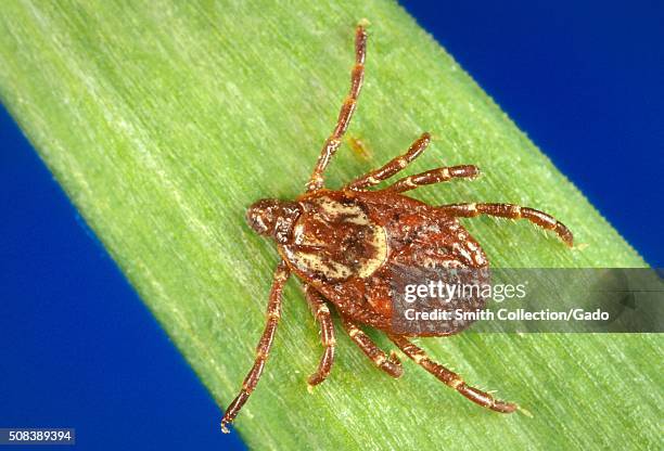 Female, Dermacentor variabilis, American dog tick, from Panola Park near Atlanta, Georgia. Parasite. Image courtesy CDC/DVBID/Gary O. Maupin, 1984. .