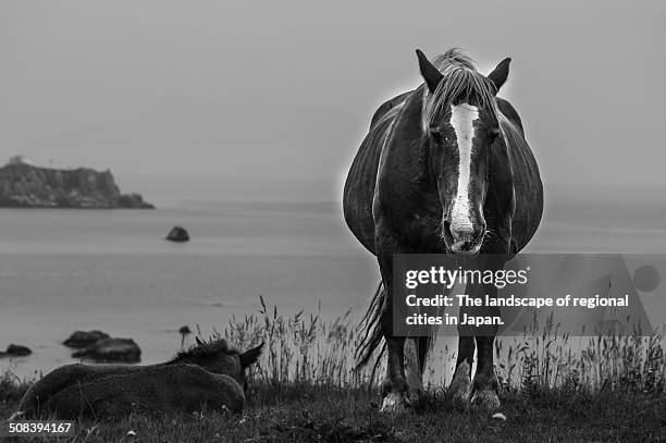horses on shore - higashidori stock pictures, royalty-free photos & images