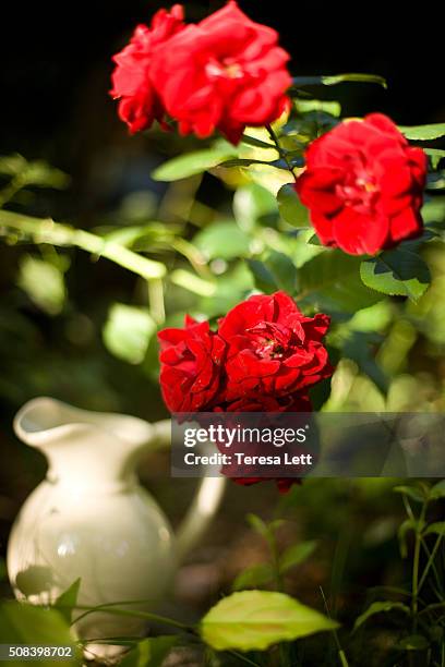 126 Pitchers Of Roses Stock Photos, High-Res Pictures, and Images ...