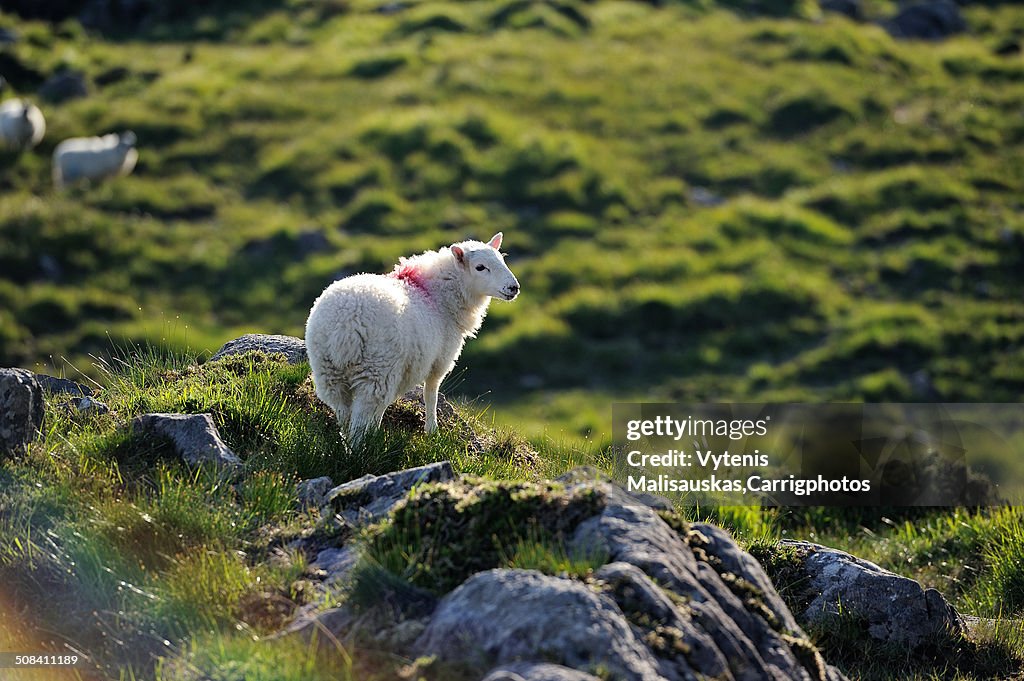 The Irish countryside