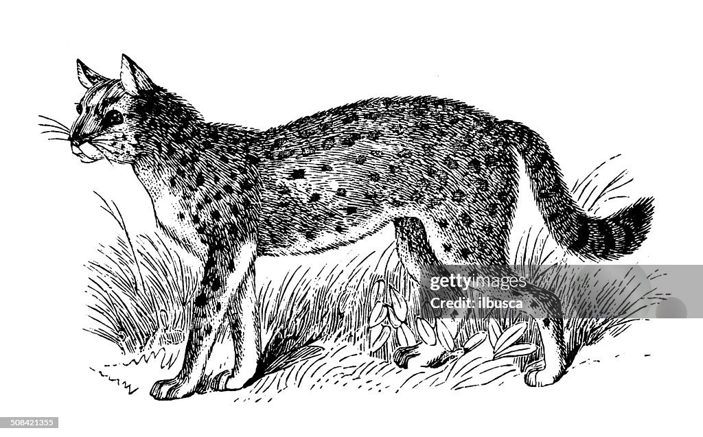 Antique illustration of serval (Leptailurus serval)