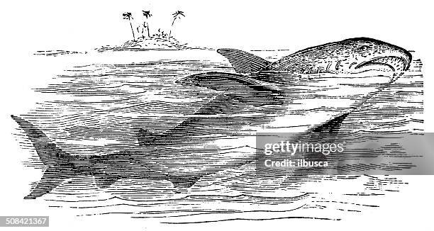 antique illustration of great white shark (carcharodon carcharias) - megalodon stock illustrations