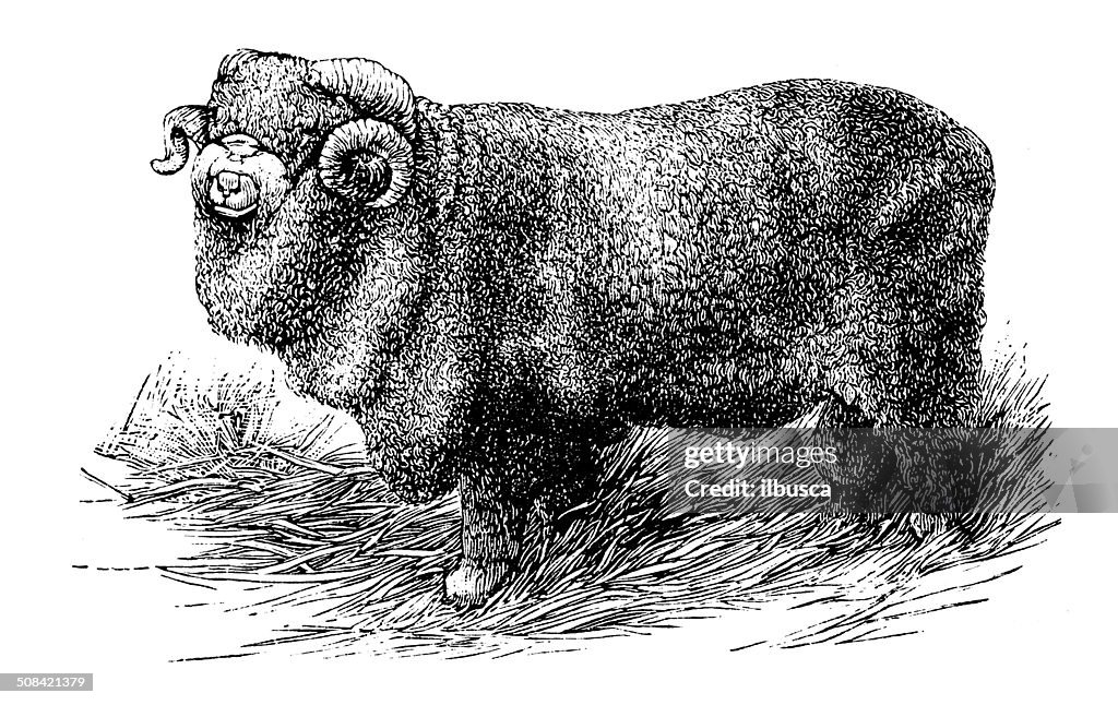 Antique illustration of Merino Ram