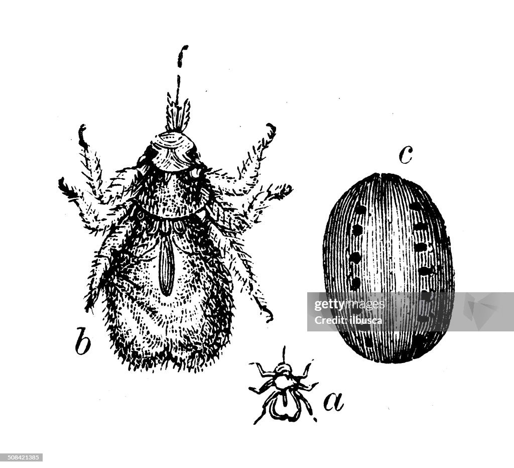 Antique illustration of Melophagus ovinus (sheep ked)
