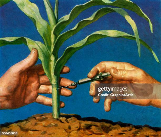 Vintage illustration of a scientist genetically modifying a stalk of American corn, 1952. Screen print.