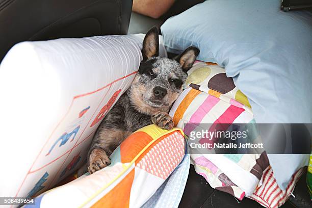 blue heeler puppy in the back of a car on a family road trip surrounded by pillows - australian cattle dog imagens e fotografias de stock