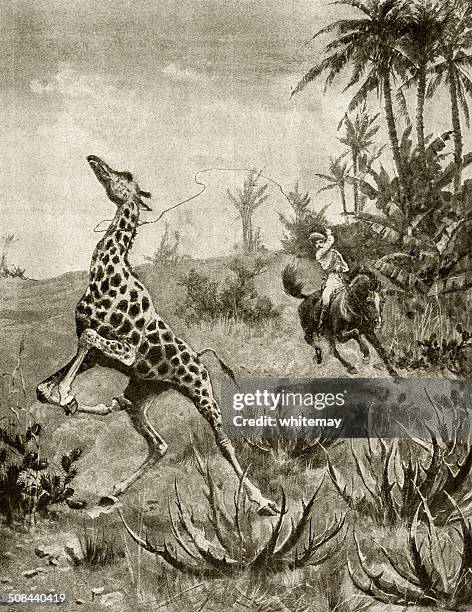 giraffe hunting - big game hunting stock illustrations